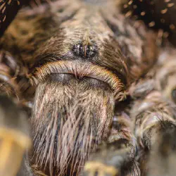 /img/16213-chaco-mousy-brown-tarantula-molting.webp