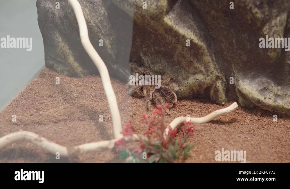 16214 tarantula vs bird overview