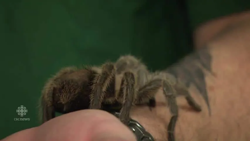 16215 tarantula canada feeding