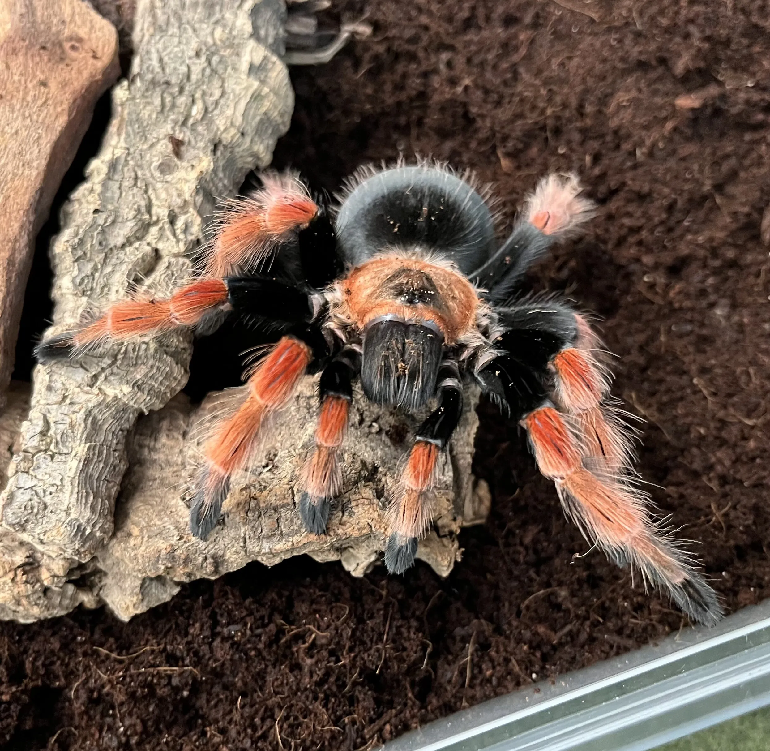 16215 tarantula canada handling