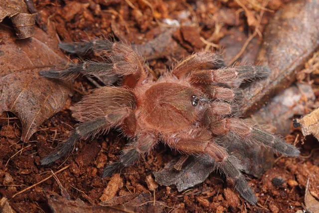 /img/16215-tarantula-canada-healthy.webp
