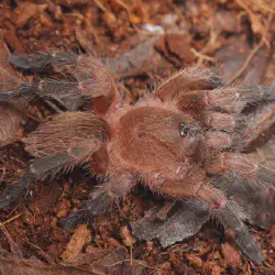 /img/16215-tarantula-canada-healthy.webp