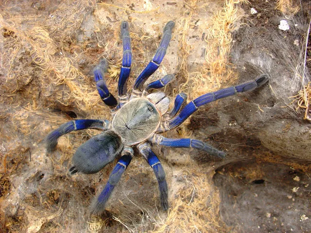 16215 tarantula canada regulations