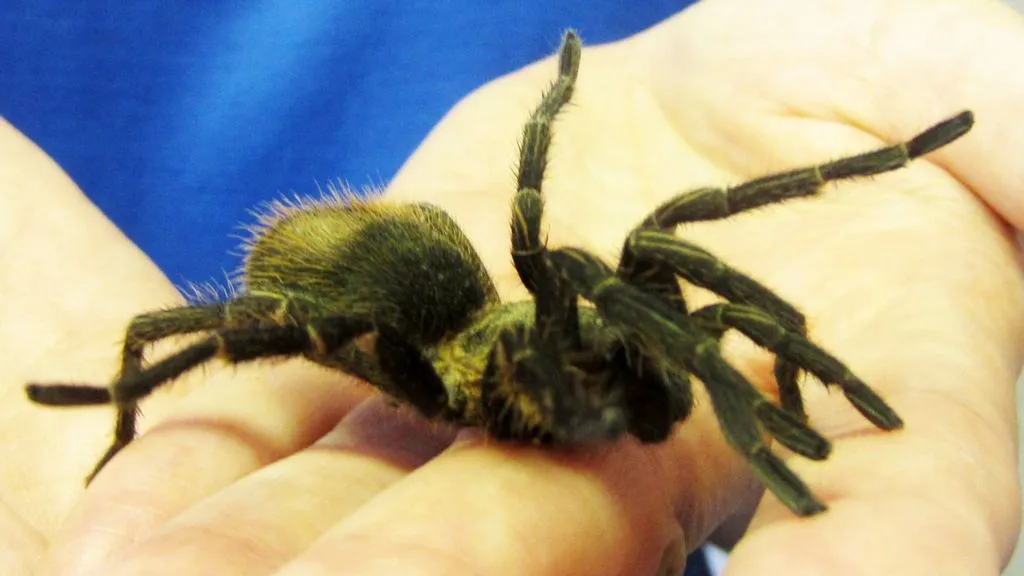 16215 tarantula canada substrate