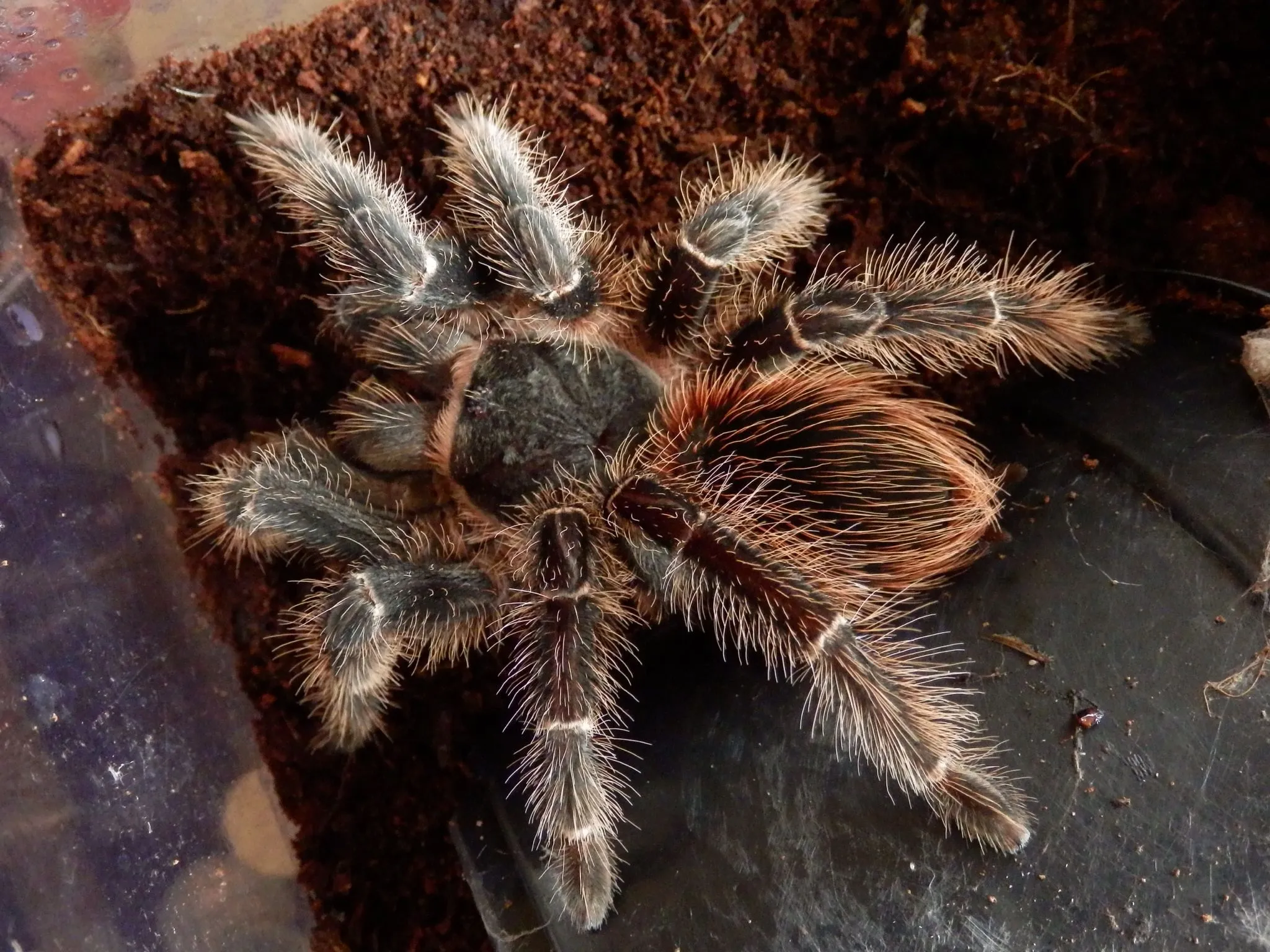 16216 pink birdeater tarantula defensive pose