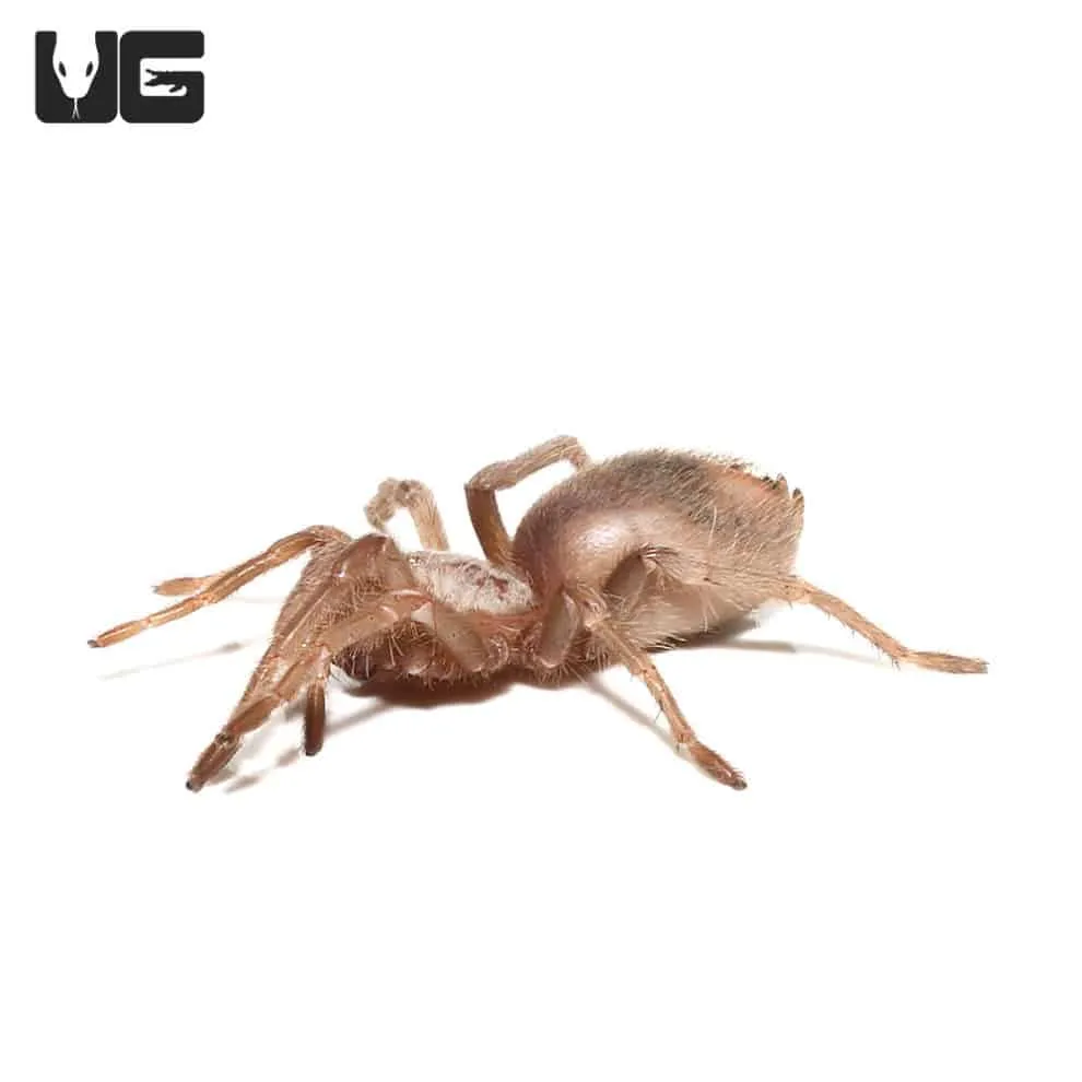 16216 pink birdeater tarantula feeding