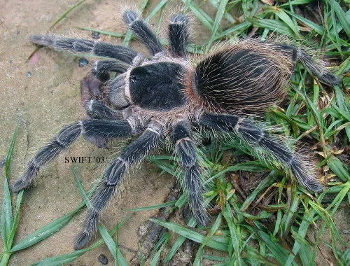 /img/16216-pink-birdeater-tarantula-handling.webp