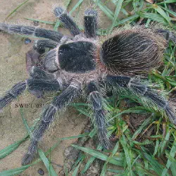 /img/16216-pink-birdeater-tarantula-handling.webp