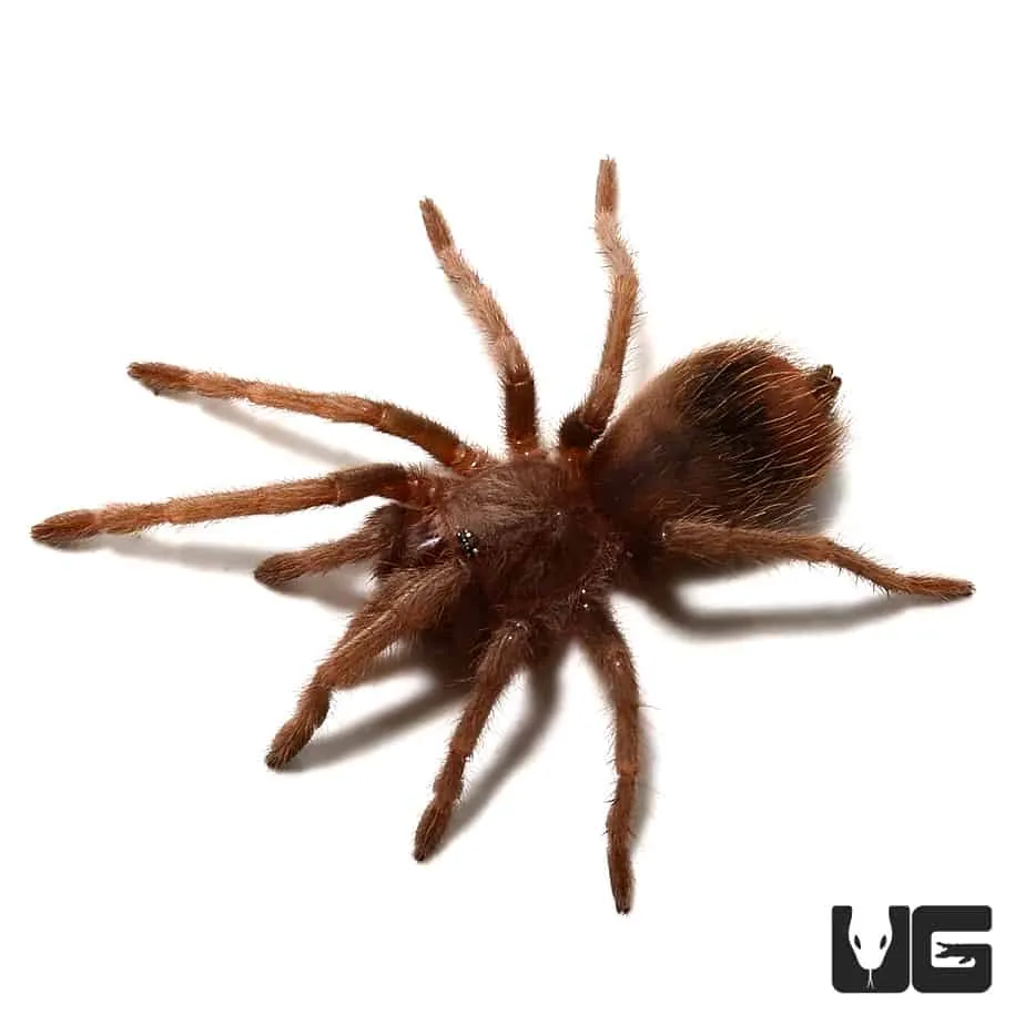 16216 pink birdeater tarantula molting