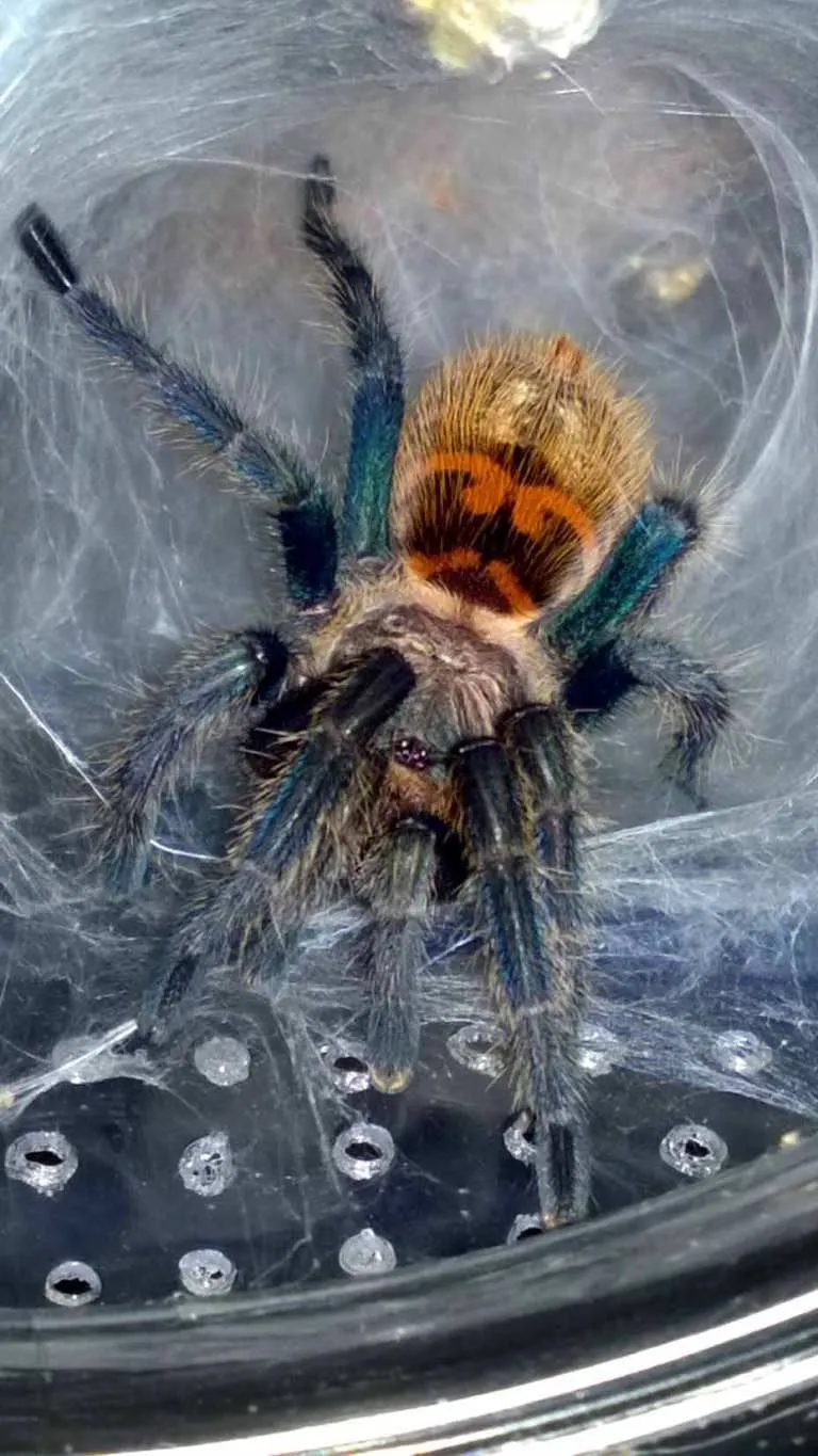 16217 mexican red knee tarantula