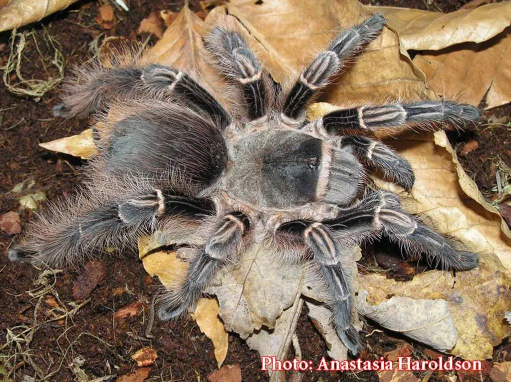 16217 pinktoe tarantula