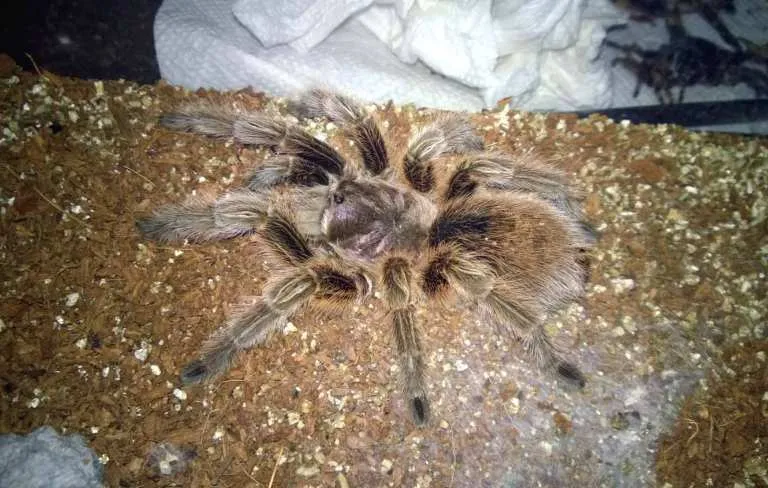 /img/16217-tarantula-feeding.webp