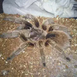 /img/16217-tarantula-feeding.webp