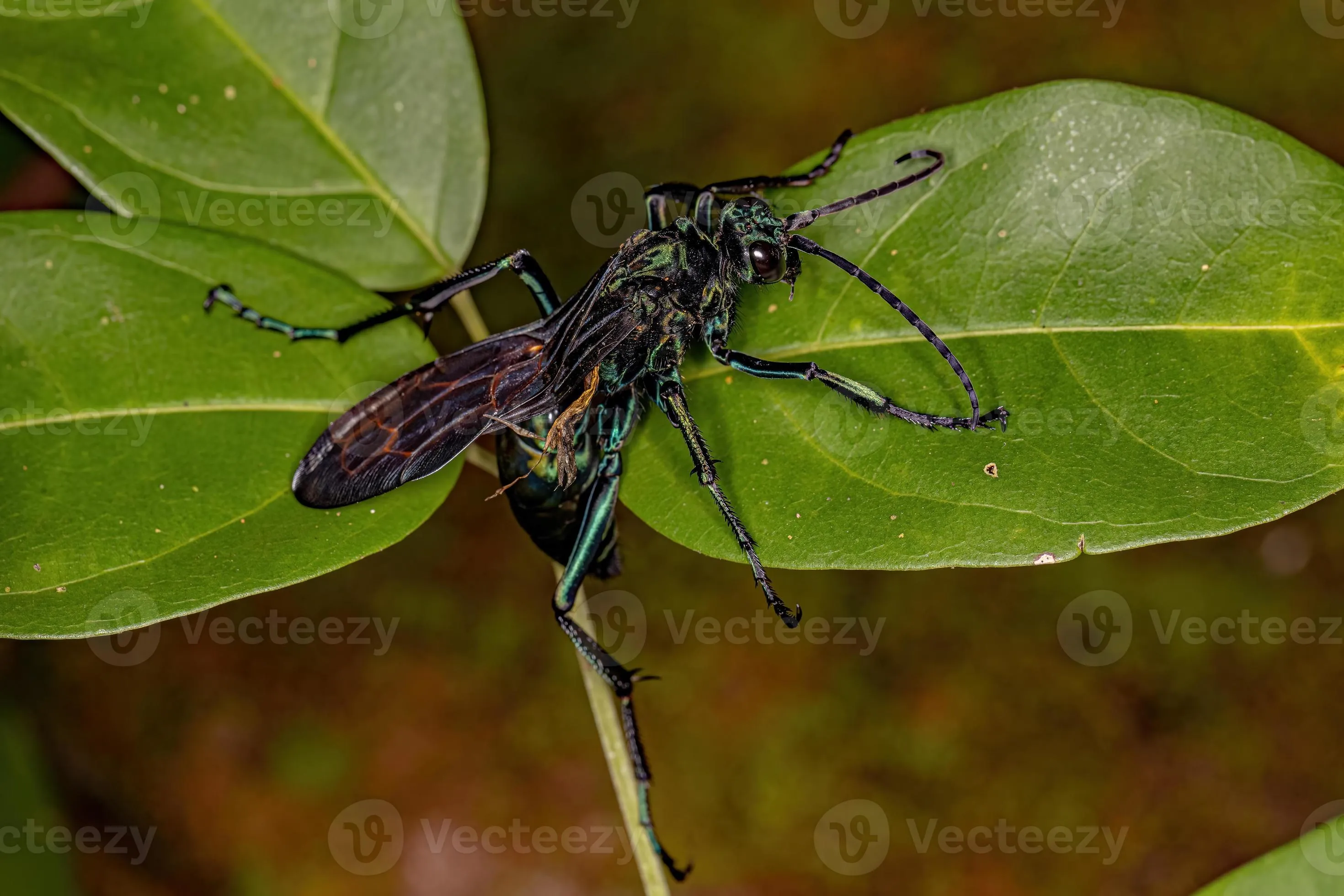 16218 tarantula hawk wasp 3