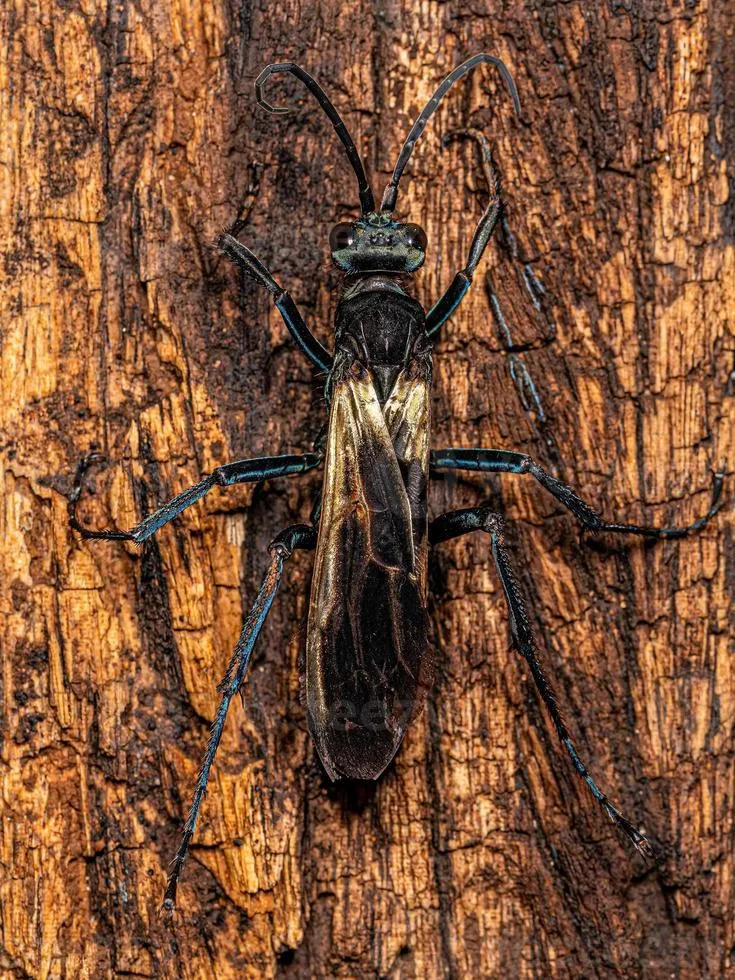 16218 tarantula hawk wasp 4
