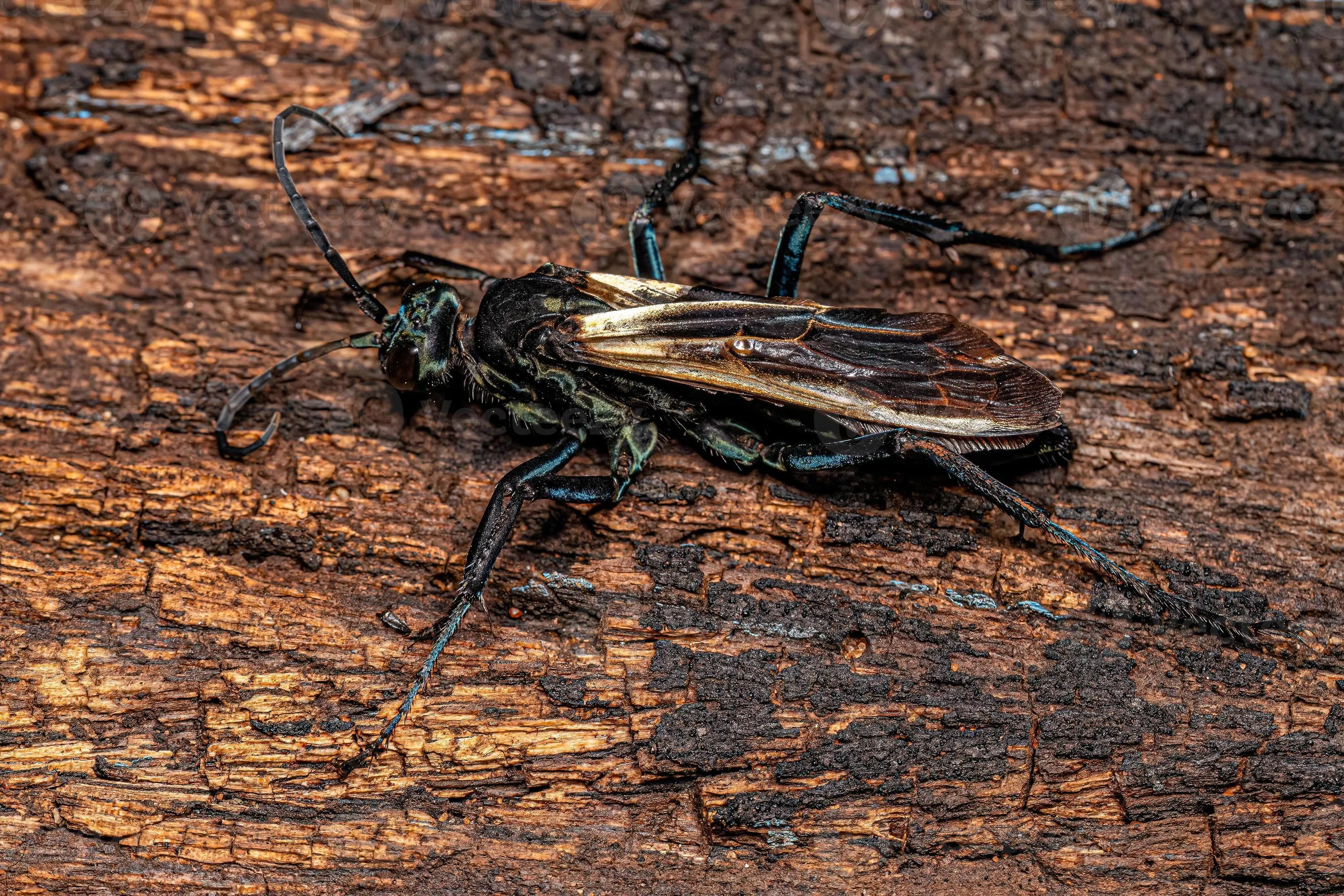 16218 tarantula hawk wasp 5