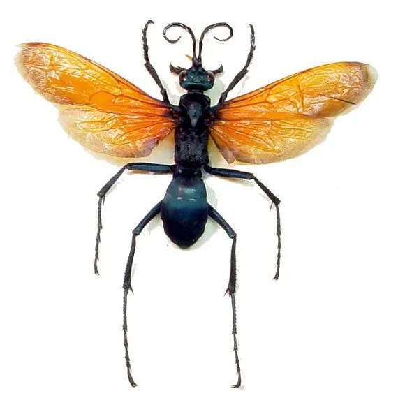 16218 tarantula hawk wasp 6
