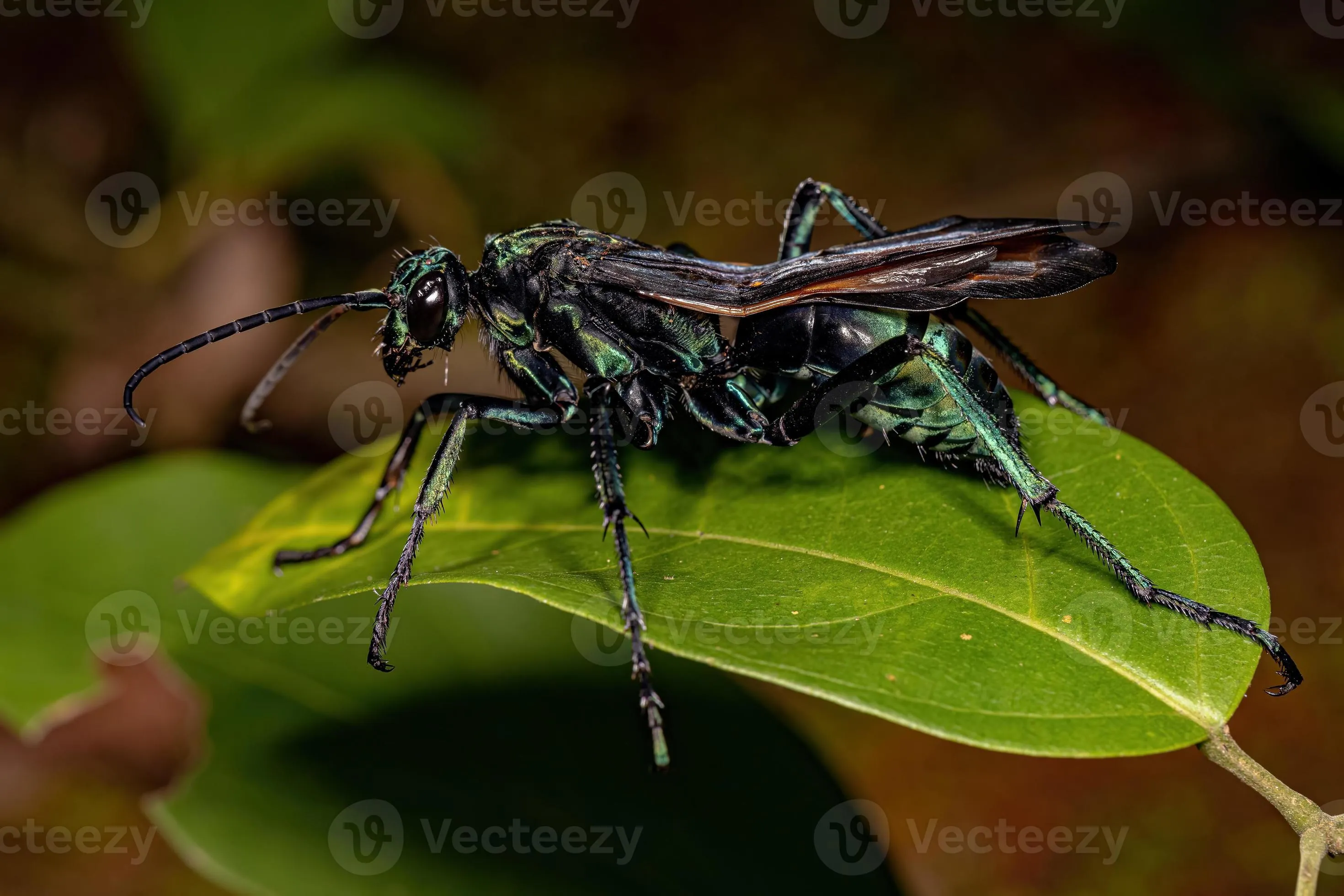 /img/16218-tarantula-hawk-wasp-7.webp