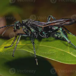 /img/16218-tarantula-hawk-wasp-7.webp