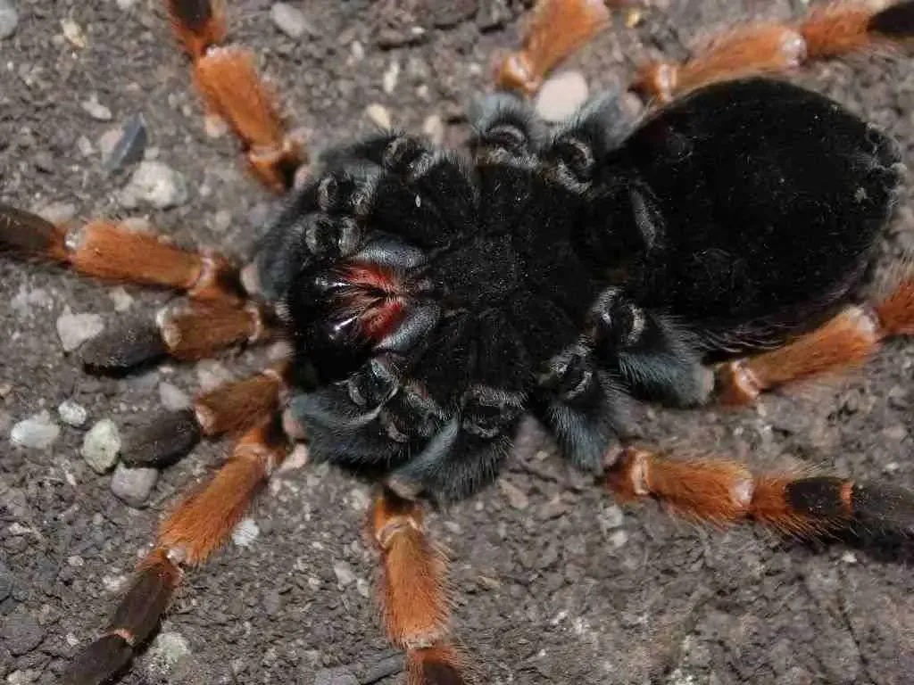 16220 tarantula gagal molting 5