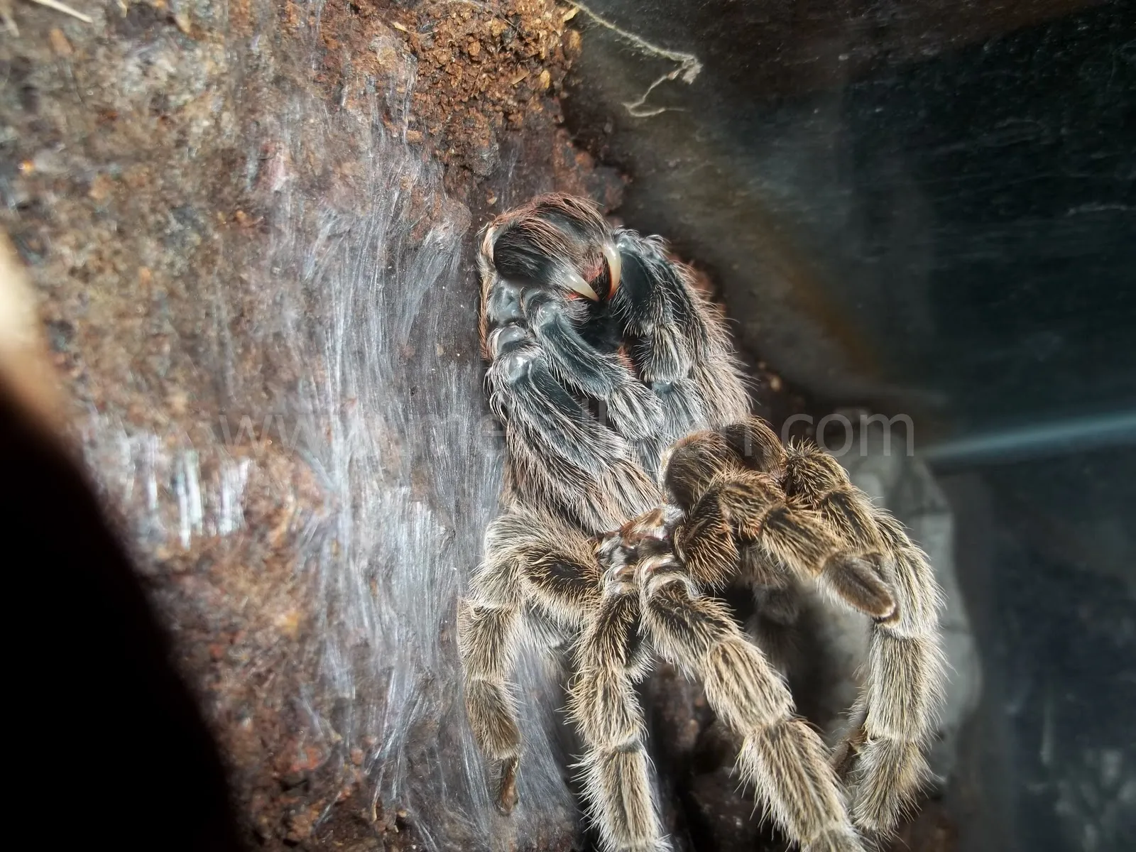 16220 tarantula gagal molting 6