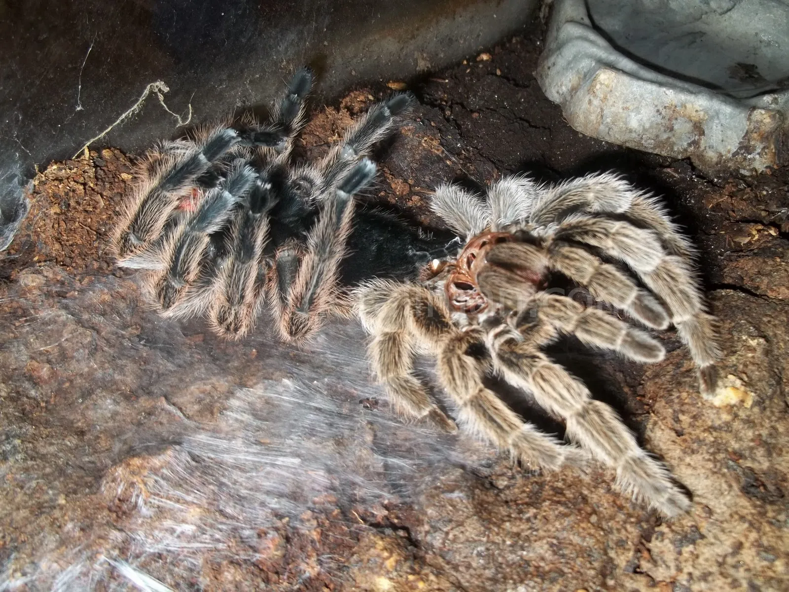 16220 tarantula gagal molting 7