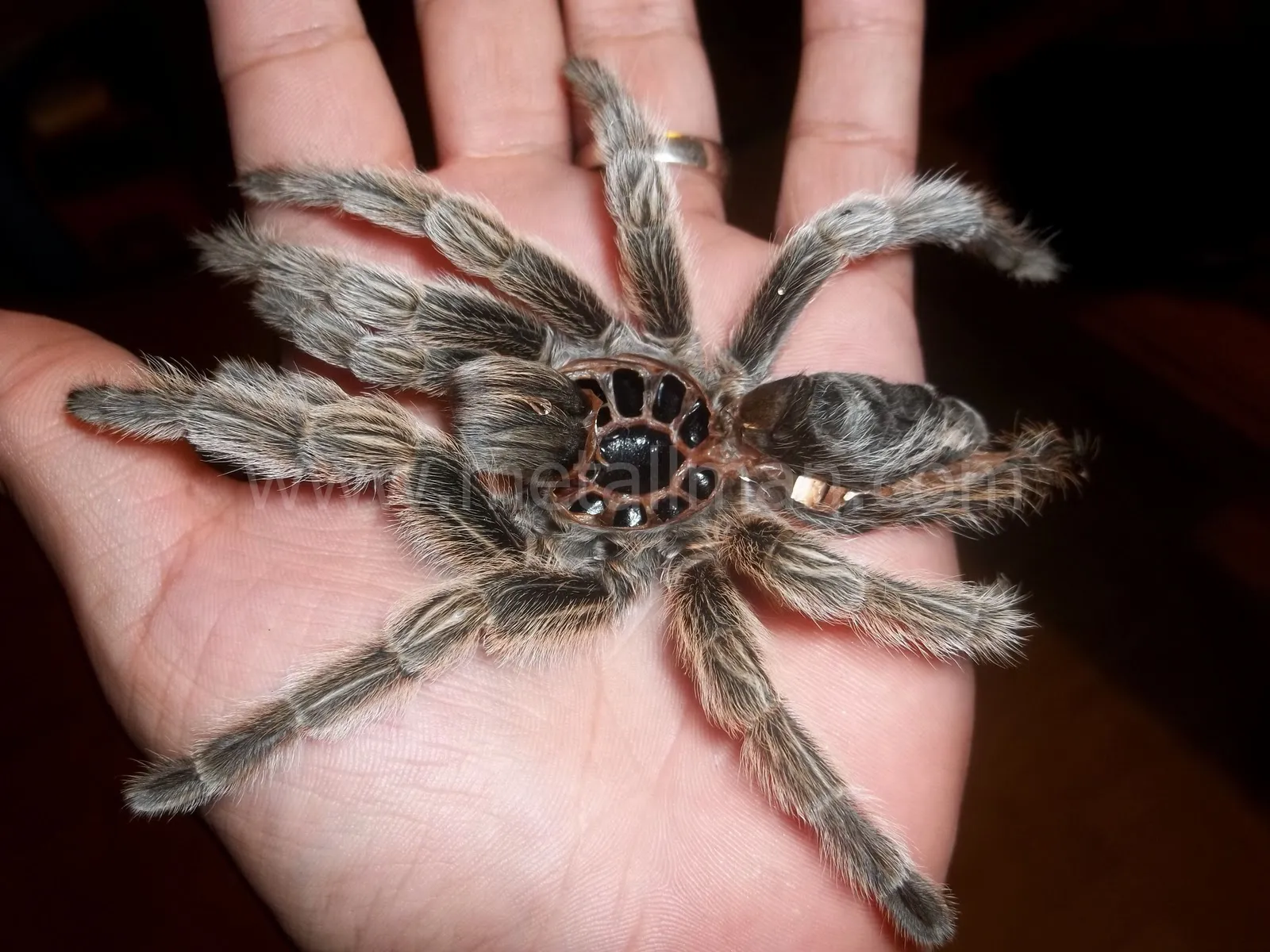/img/16220-tarantula-gagal-molting-8.webp