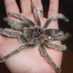 /img/16220-tarantula-gagal-molting-8.webp