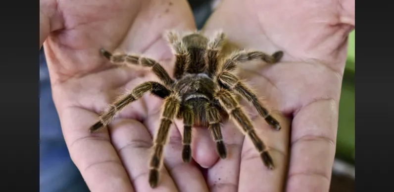 16221 tarantula habitat