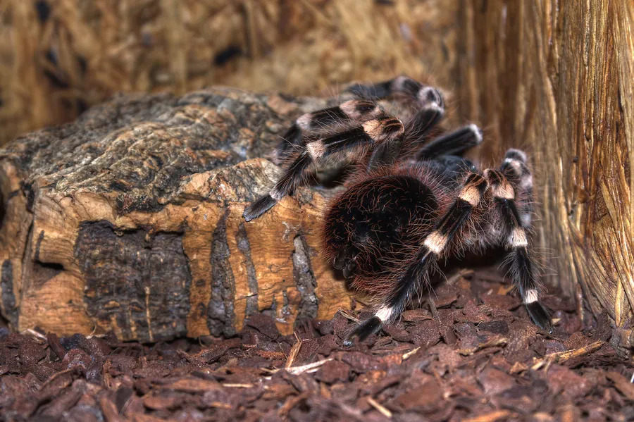 /img/16221-tarantula-prey.webp