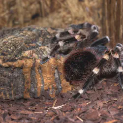 /img/16221-tarantula-prey.webp