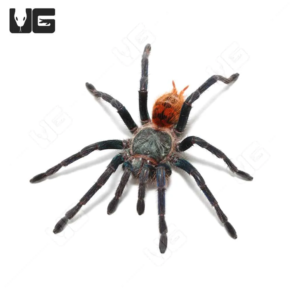 16224 lighting techniques tarantula