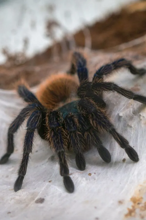 /img/16224-tarantula-photo-portfolio.webp