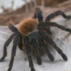 /img/16224-tarantula-photo-portfolio.webp