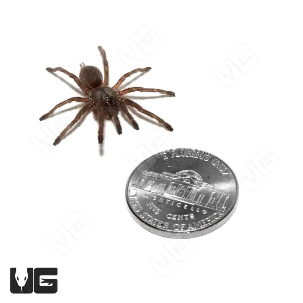 16225 socotra island blue tarantula conservation