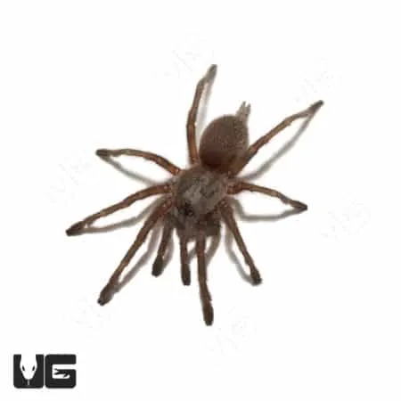 16225 socotra island blue tarantula defense