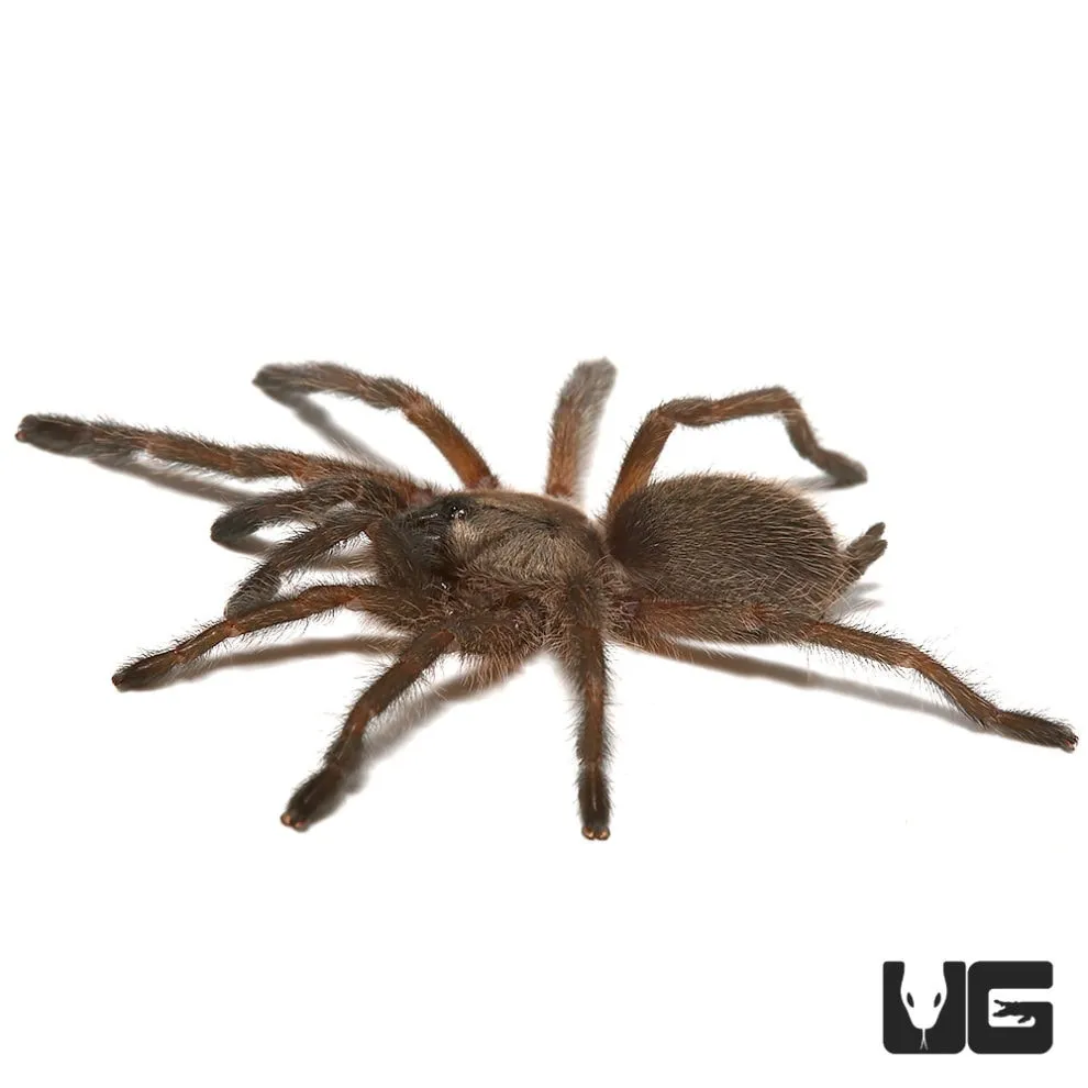 16225 socotra island blue tarantula hunting