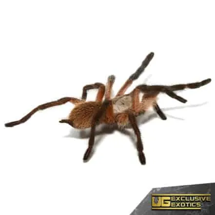 16225 socotra island blue tarantula size comparison