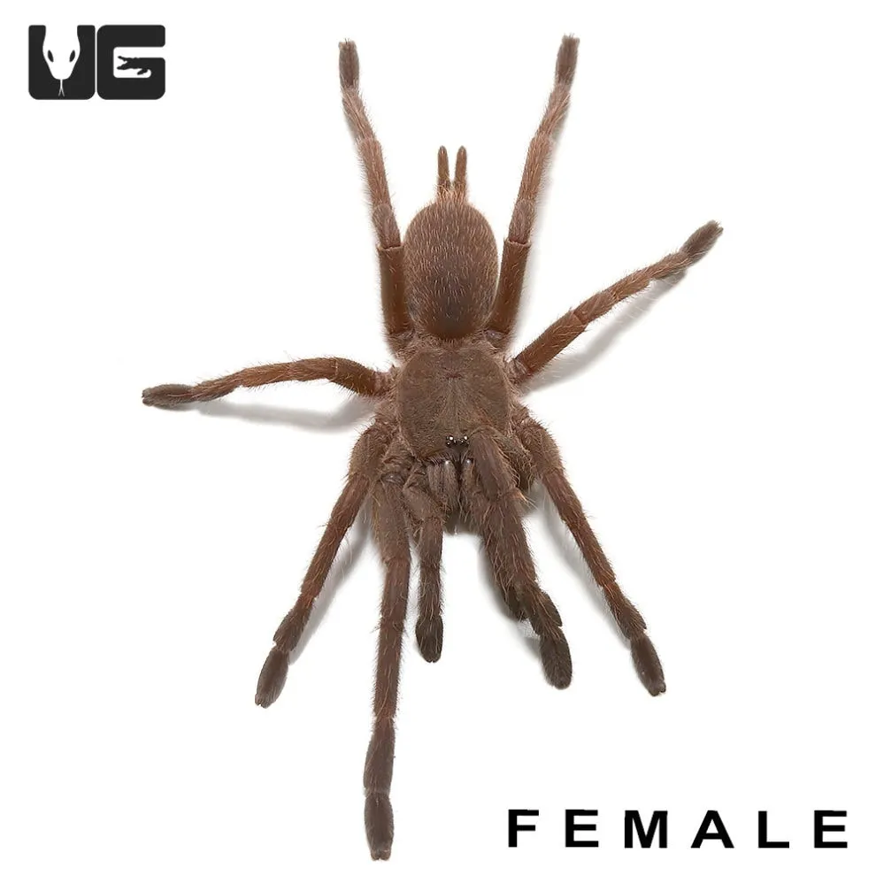 16229 vietnam blue tarantula enclosure