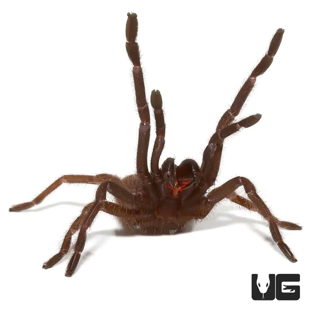 16229 vietnam blue tarantula feeding