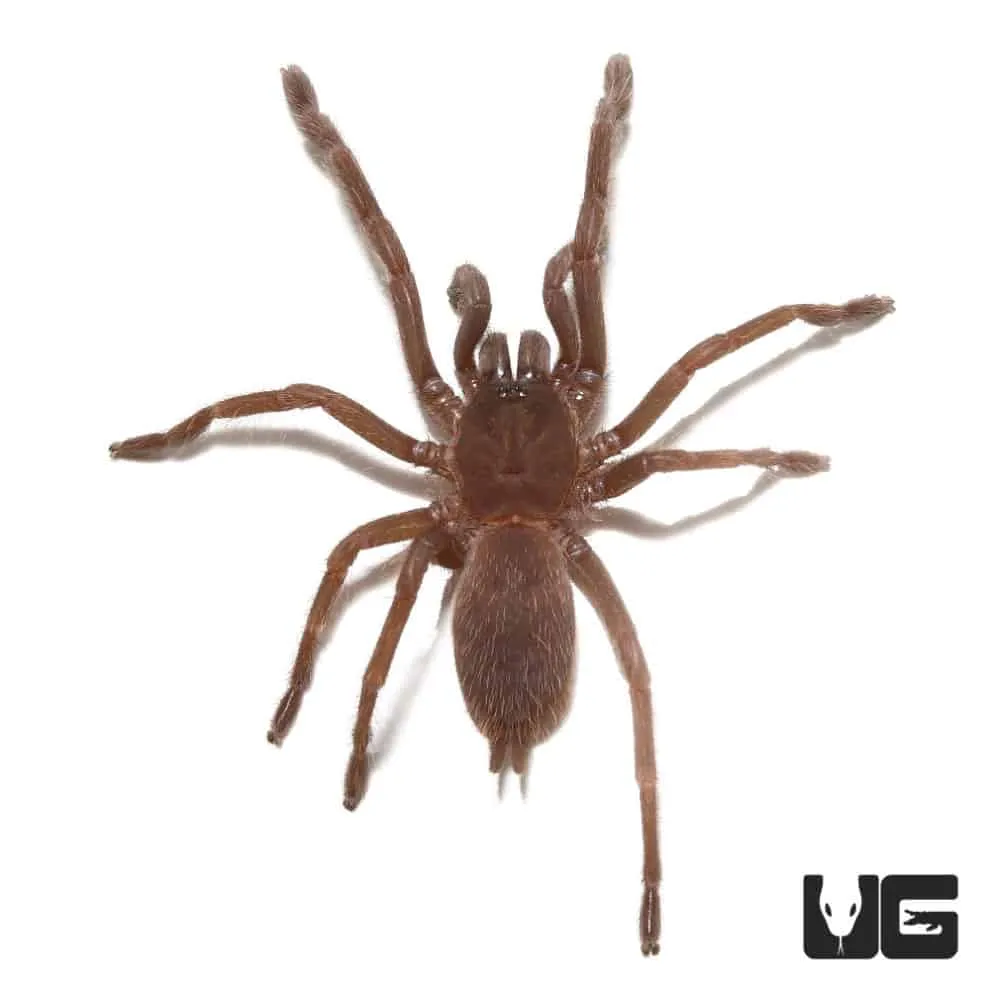 16229 vietnam blue tarantula habitat