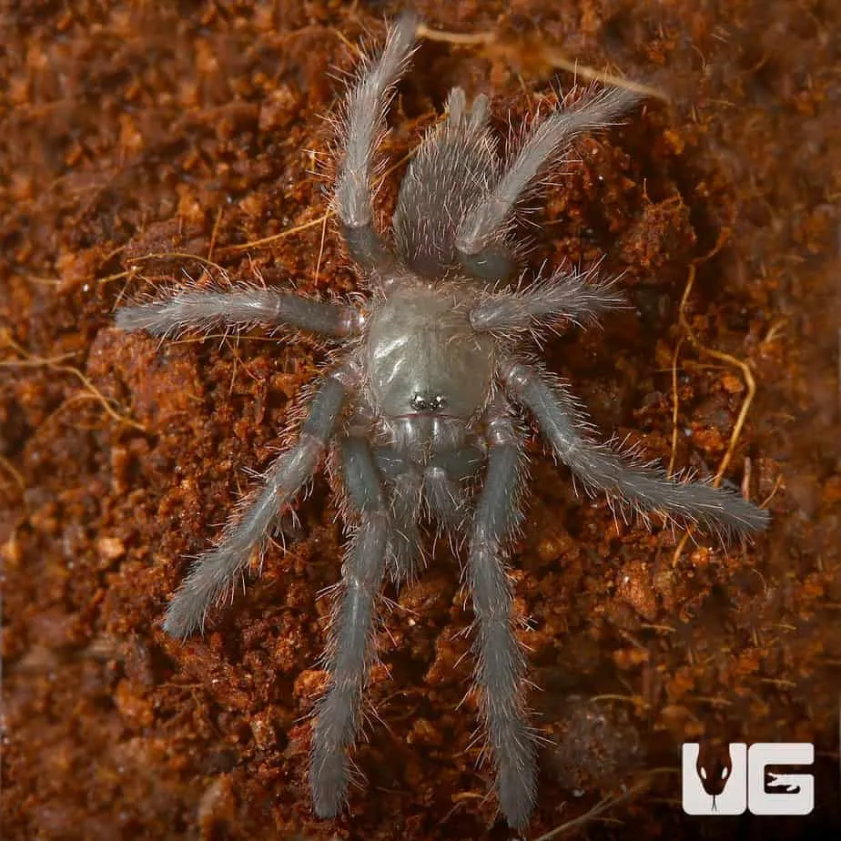 16229 vietnam blue tarantula health