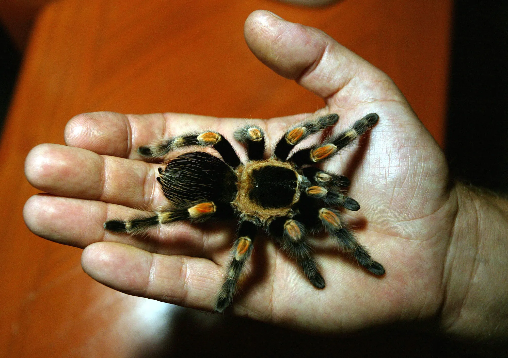 16230 antibacterial tarantula