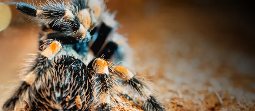 16230 cancer treatment tarantula