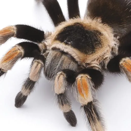 16230 neurological disorders tarantula