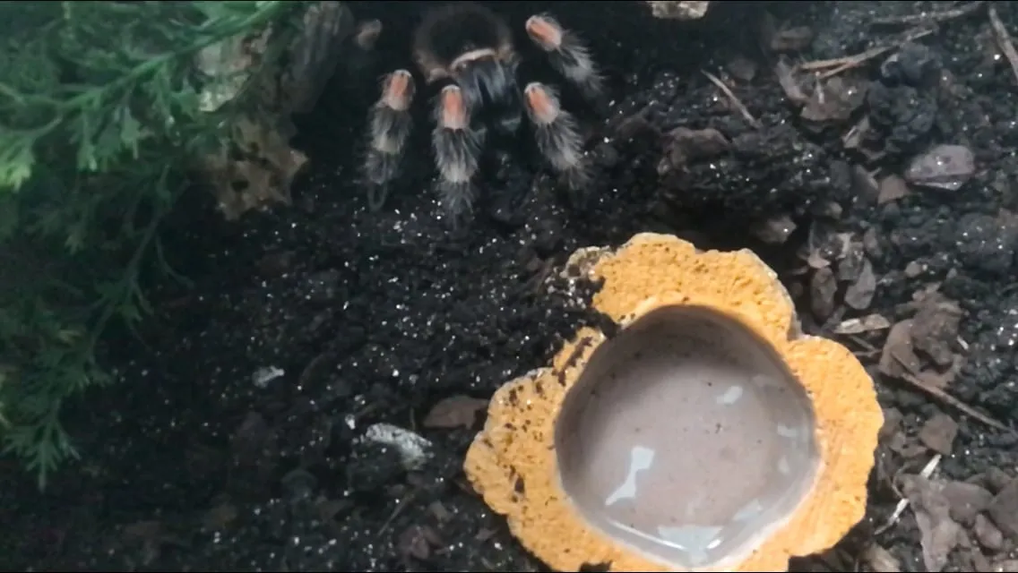 16231 grammostola feeding