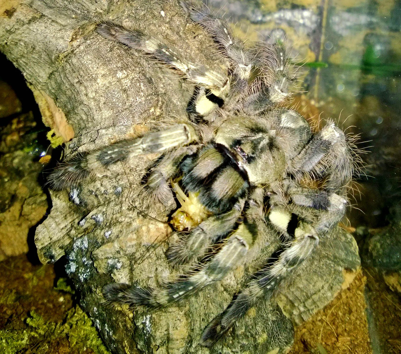 16232 juvenile tarantula