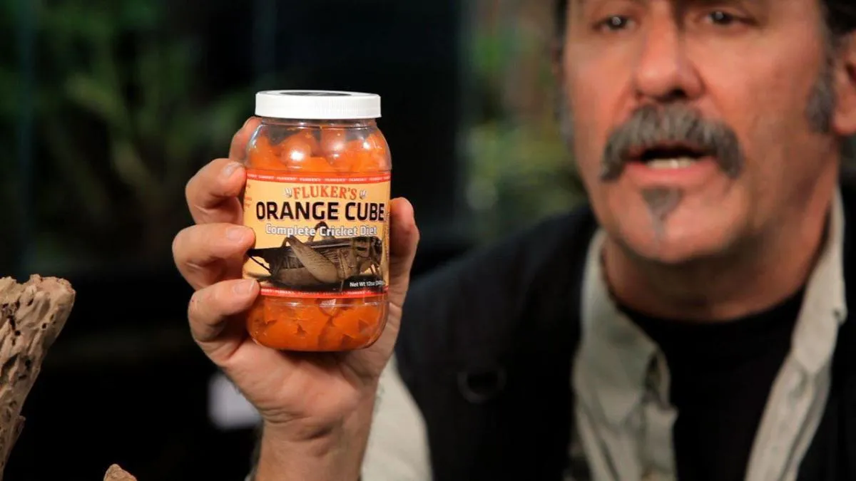 16232 tarantula molting