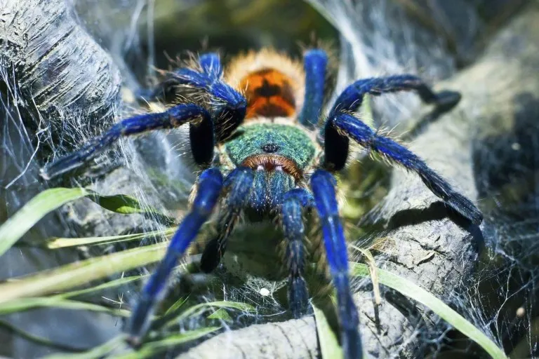 16233 green bottle blue tarantula closeup