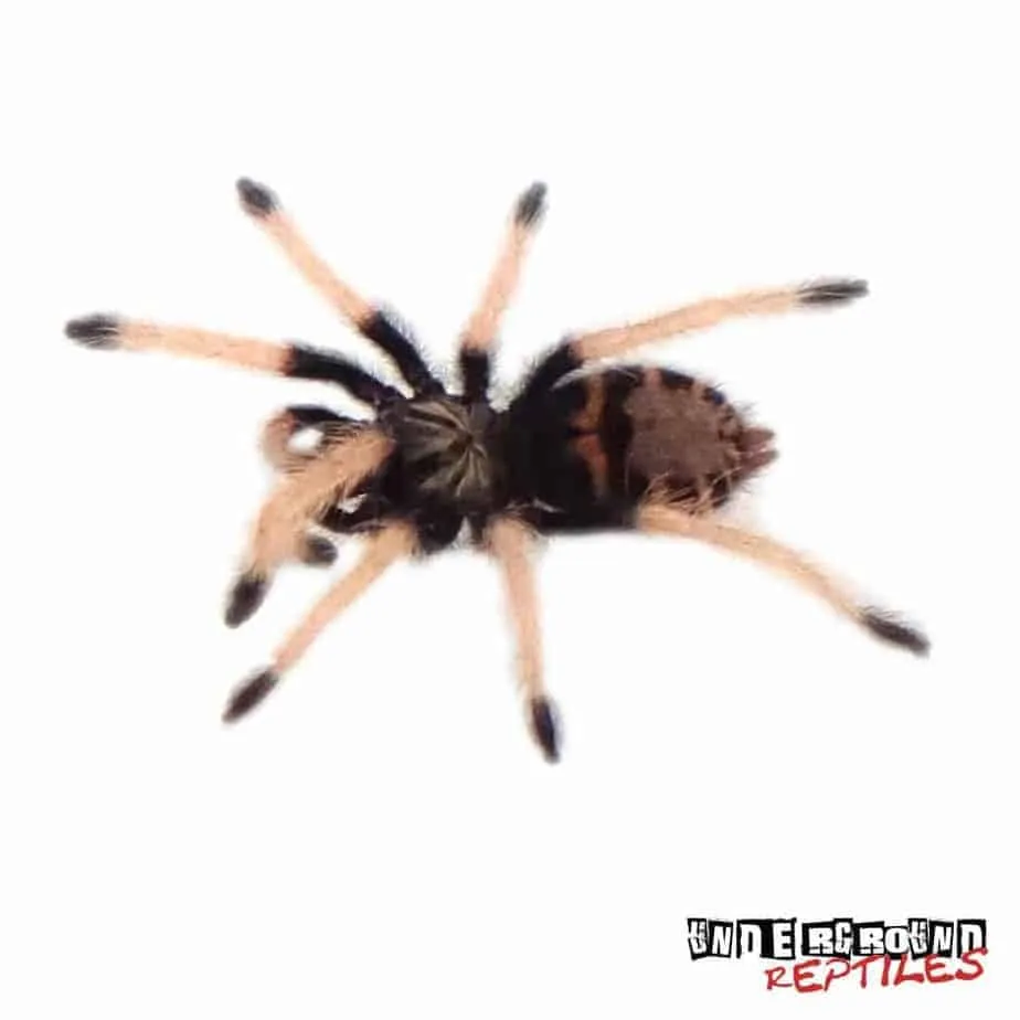 16233 green bottle blue tarantula molting